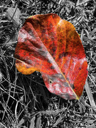 5th Oct 2022 - Autumn Leaf
