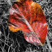 Autumn Leaf by k9photo