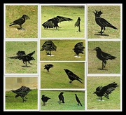 13th Sep 2022 - Murder of Crows 2 - Chatsworth