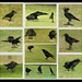 Murder of Crows 2 - Chatsworth