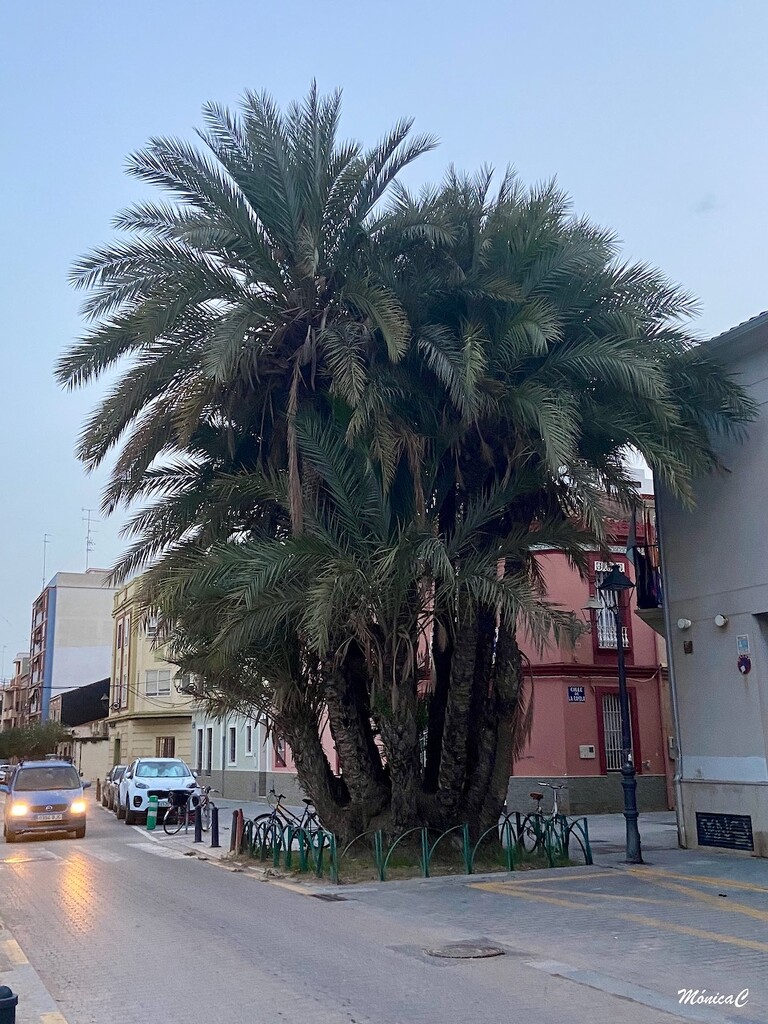 Huge palm tree by monicac
