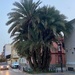 Huge palm tree by monicac
