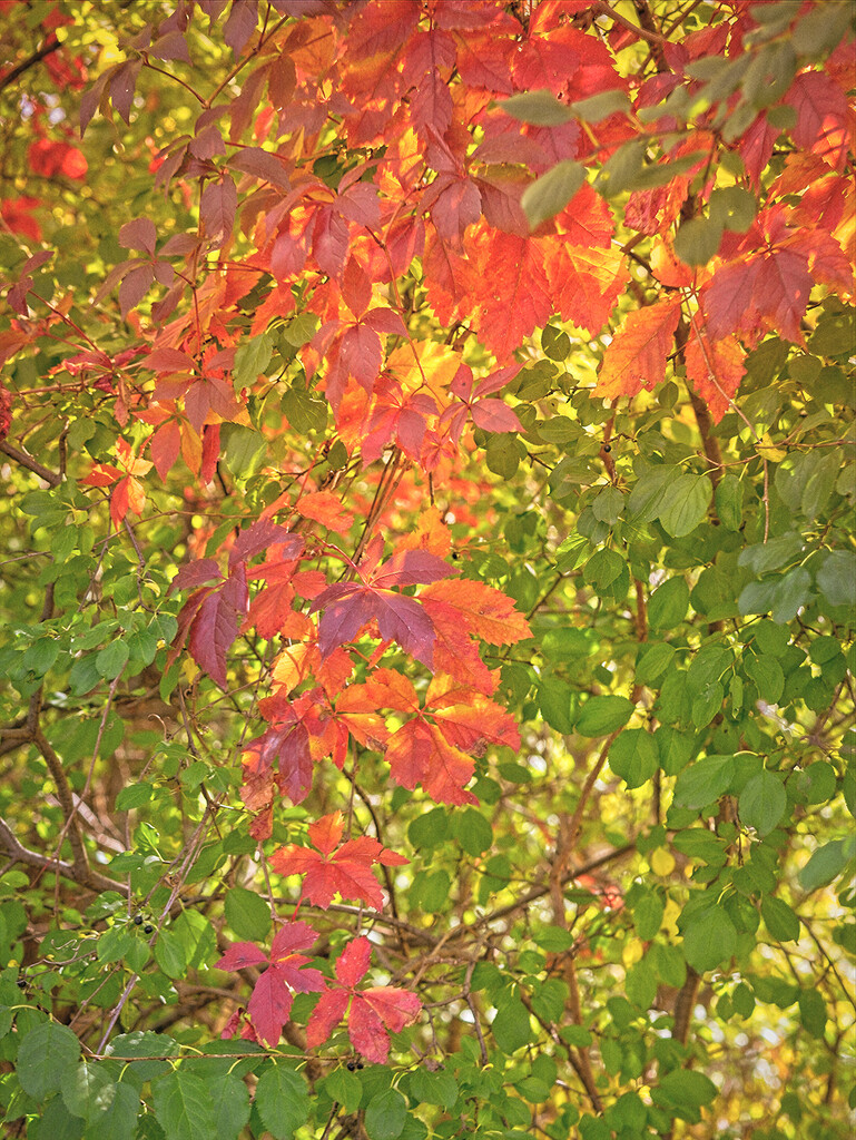 Fall Cascade by gardencat