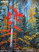5th Oct 2022 - Fall Colours 