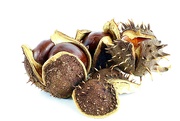 5th Oct 2022 - Conkers