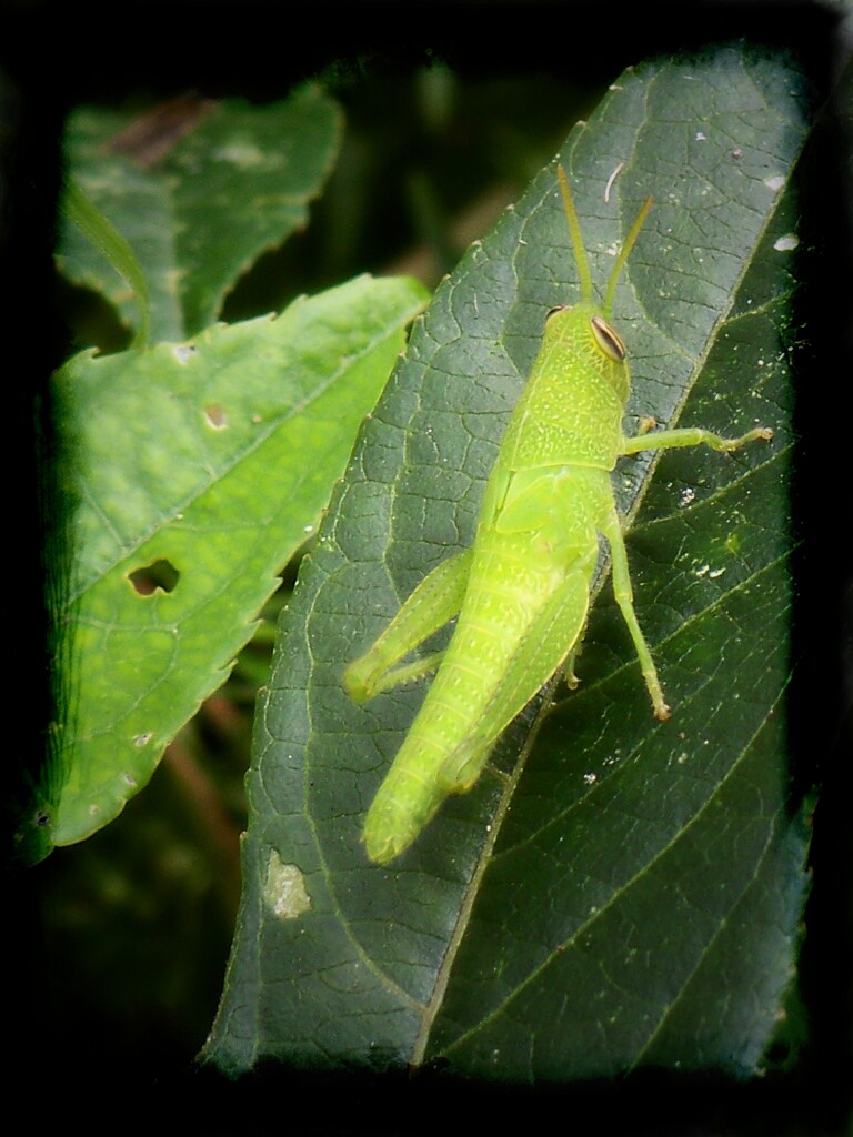 Grasshopper... by marlboromaam