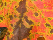 5th Oct 2022 - Maple Leaf Closeup