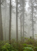 5th Oct 2022 - Foggy Hike