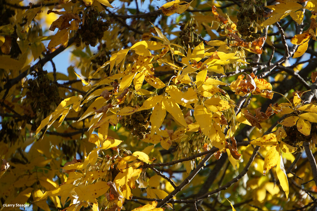 Golden fall closeup by larrysphotos