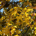 Golden fall closeup by larrysphotos