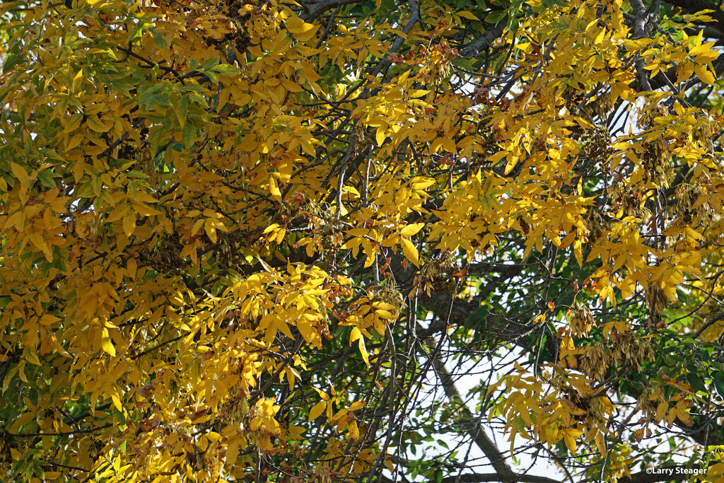 Golden fall by larrysphotos