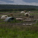 Free Range Pigs by pcoulson