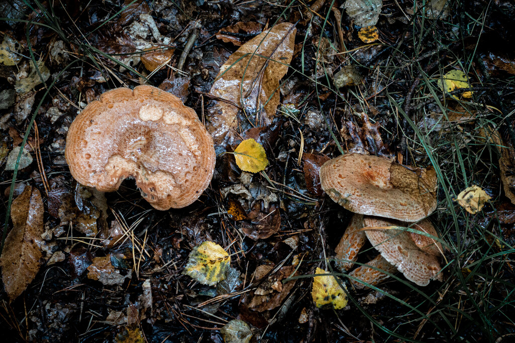 Autumnal Tints on the Forest Floor by vignouse