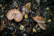 5th Oct 2022 - Autumnal Tints on the Forest Floor