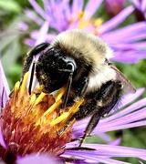 5th Oct 2022 - Busy Bee