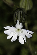 5th Oct 2022 - White Campion or Evening Lychnis