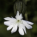 White Campion or Evening Lychnis by skipt07