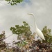 great egret by wiesnerbeth