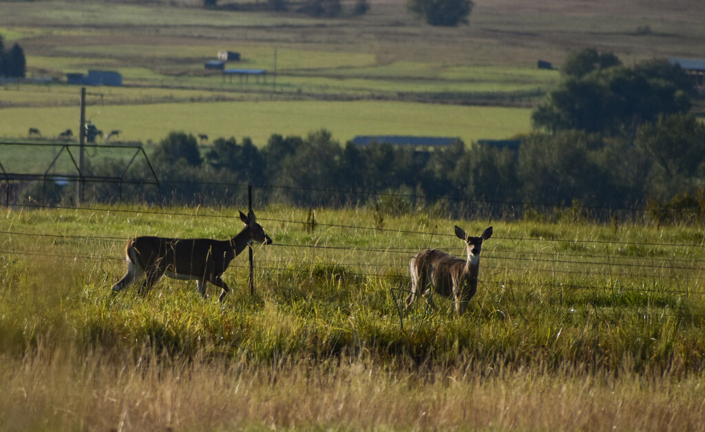 Two Whitetail Doe by bjywamer