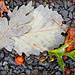 Leaves by olivetreeann