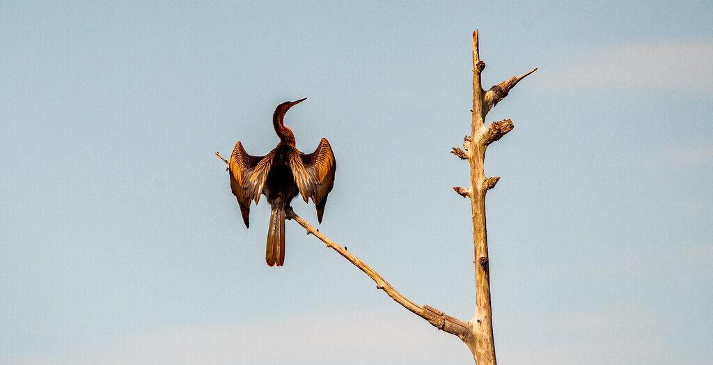 Anhinga Drying It's Wings! by rickster549