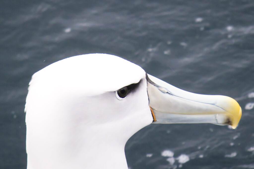White Capped Mollymawk Albatross by dkbarnett