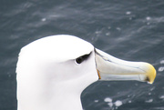 26th Sep 2022 - White Capped Mollymawk Albatross