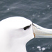 White Capped Mollymawk Albatross