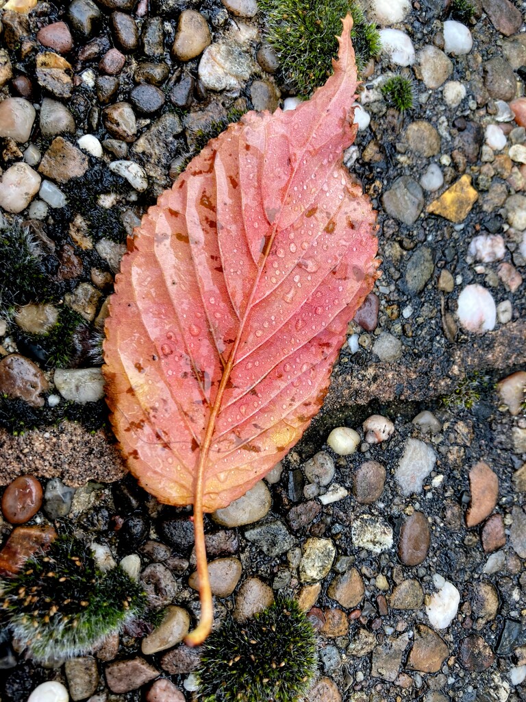 Autumnal Leaf by allsop