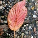 Autumnal Leaf by allsop