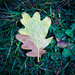 fallen leaves by cam365pix