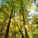 Autumn Treescape #1 by kvphoto