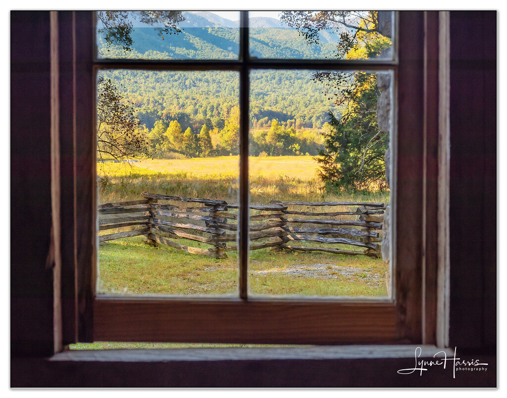 A View out the Window by lynne5477