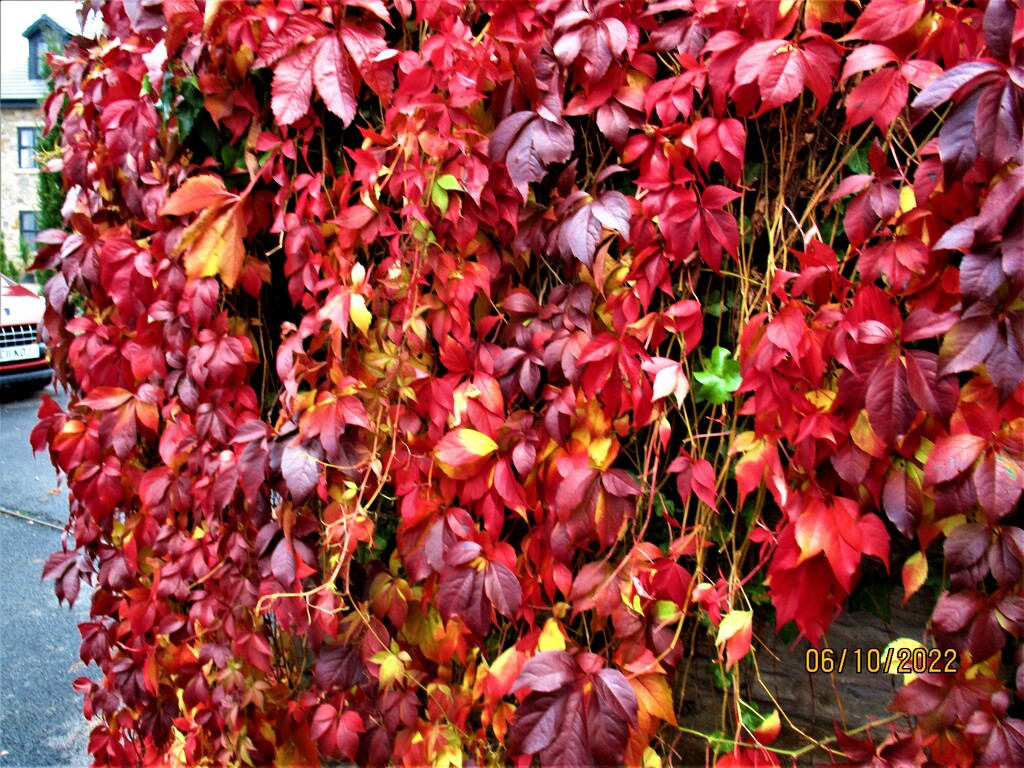 A Virginia Creeper. by grace55