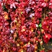 A Virginia Creeper. by grace55