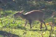 6th Oct 2022 - Reeves Muntjac