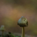 10-06 - Fungus