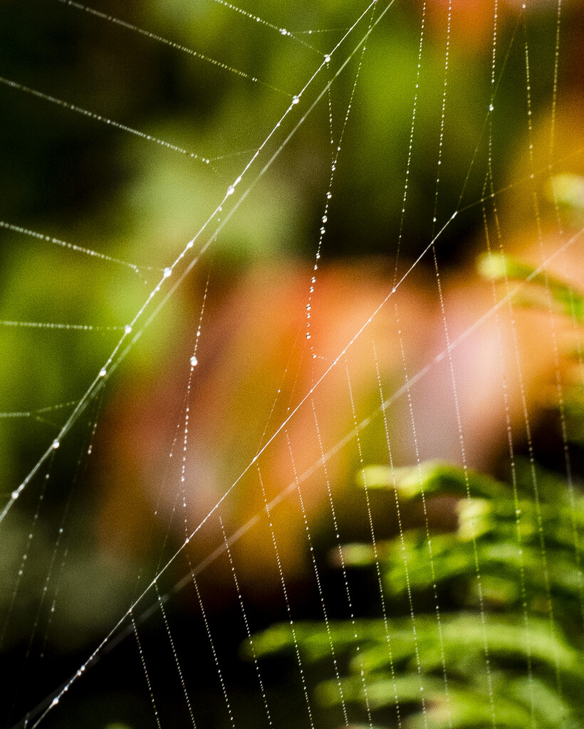 Spider Web Angles  by epcello