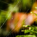 Spider Web Angles  by epcello