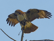 6th Oct 2022 - red-tailed hawk 