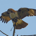 red-tailed hawk  by rminer