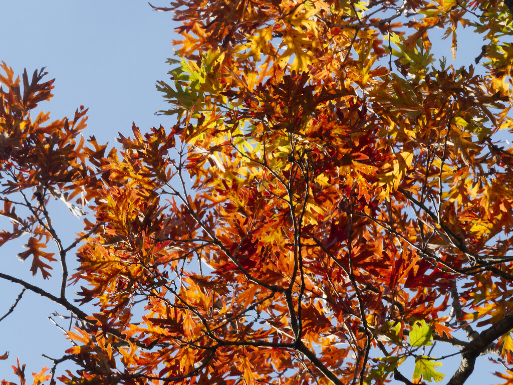 White oak in fall by rminer