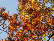 6th Oct 2022 - White oak in fall
