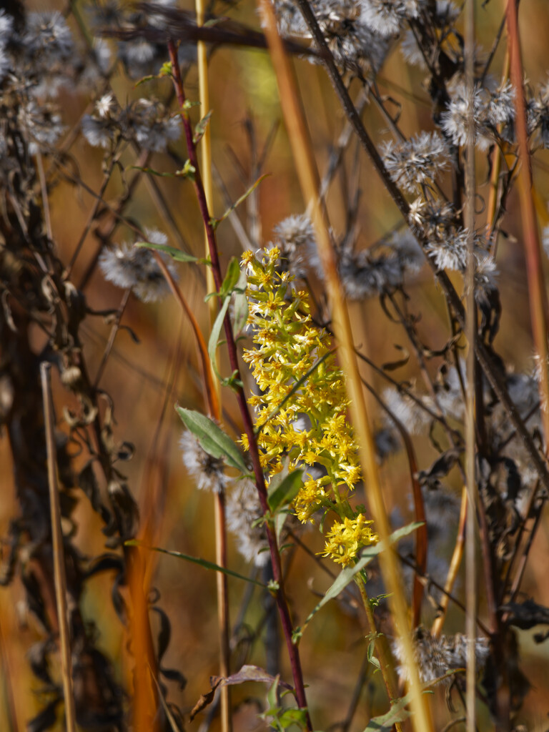 showy goldenrod  by rminer