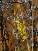 6th Oct 2022 - showy goldenrod 