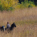 Autumn horseback riding by rminer