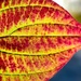 Leaf by okvalle