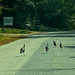Turkeys in the road by joansmor
