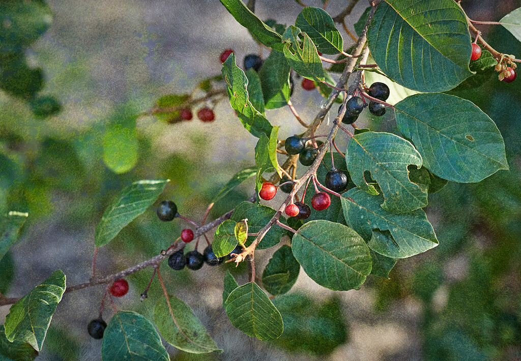 Fall Berries by gardencat