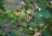 6th Oct 2022 - Fall Berries